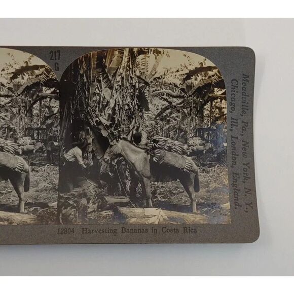 Keystone View card Harvesting Bananas In Costa Rica Photo Card - Picture 3 of 8